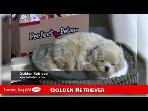 Pp Golden Retriever
