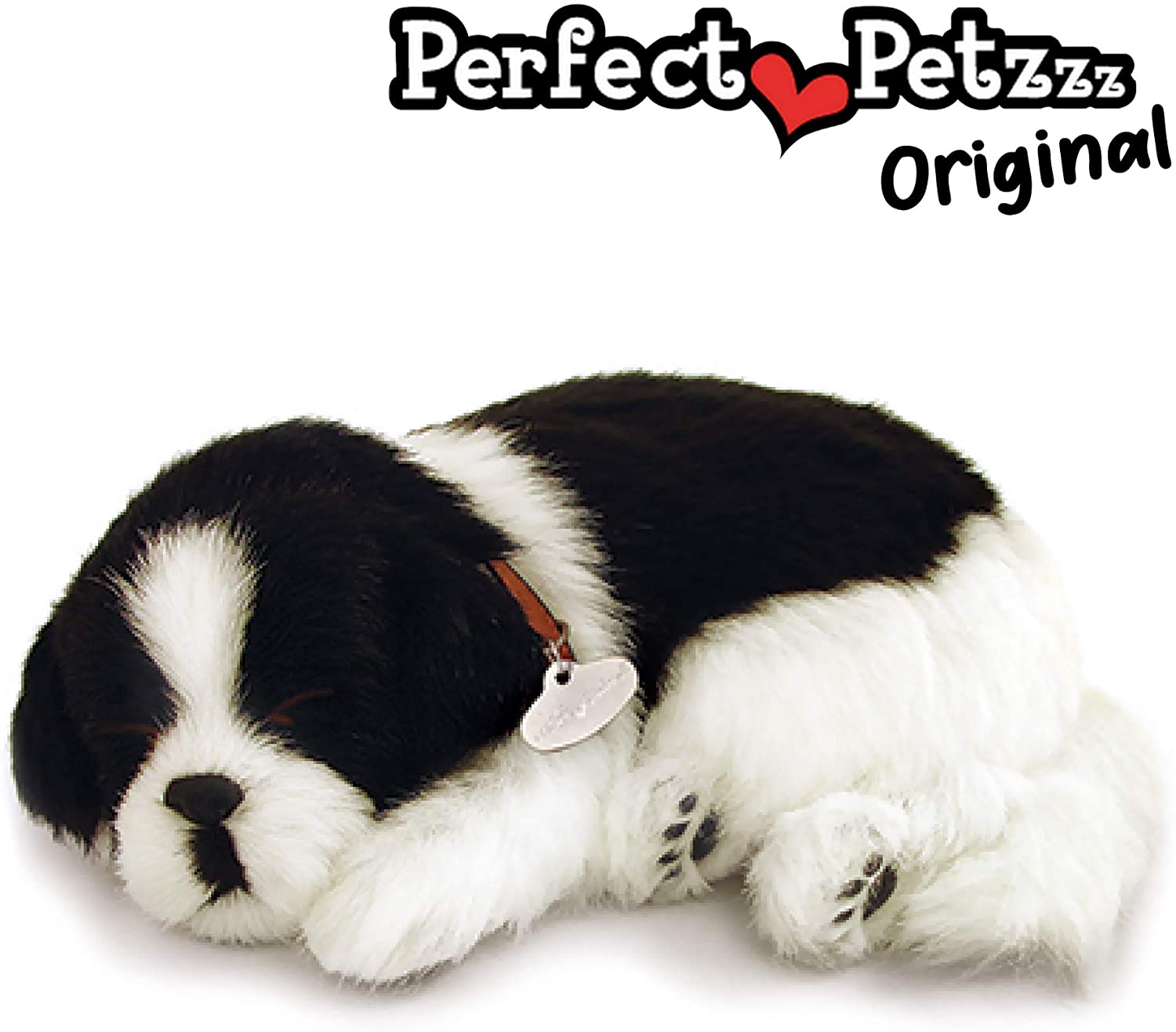 Pp Border Collie