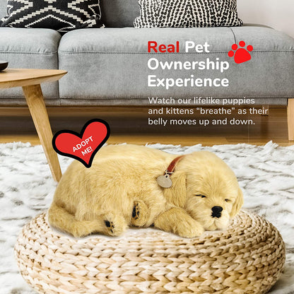 Pp Golden Retriever