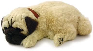 Pp Pug