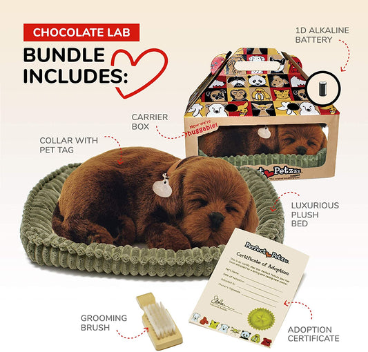 Pp Chocolate Lab