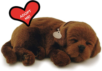 Pp Chocolate Lab