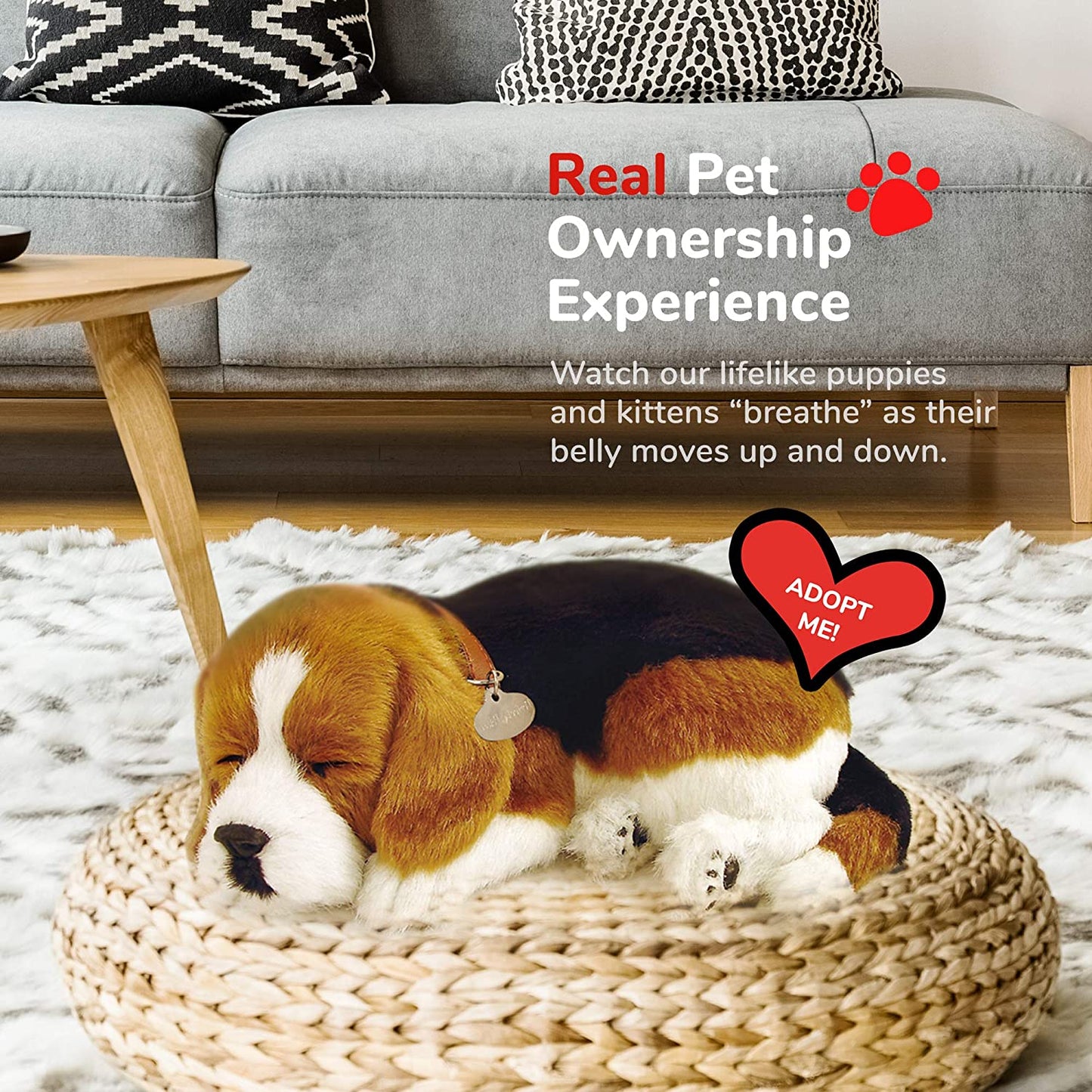 Pp Beagle
