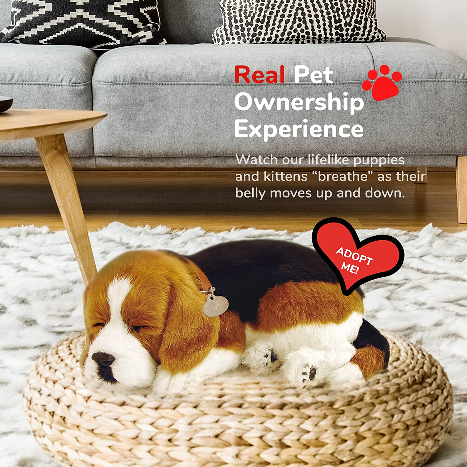 Pp Beagle