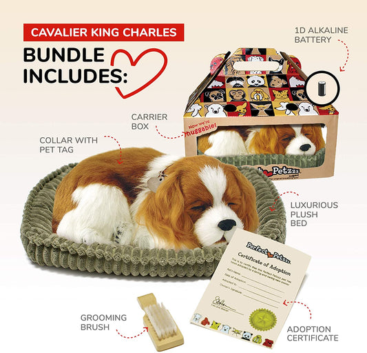 Pp Cavalier King Charles