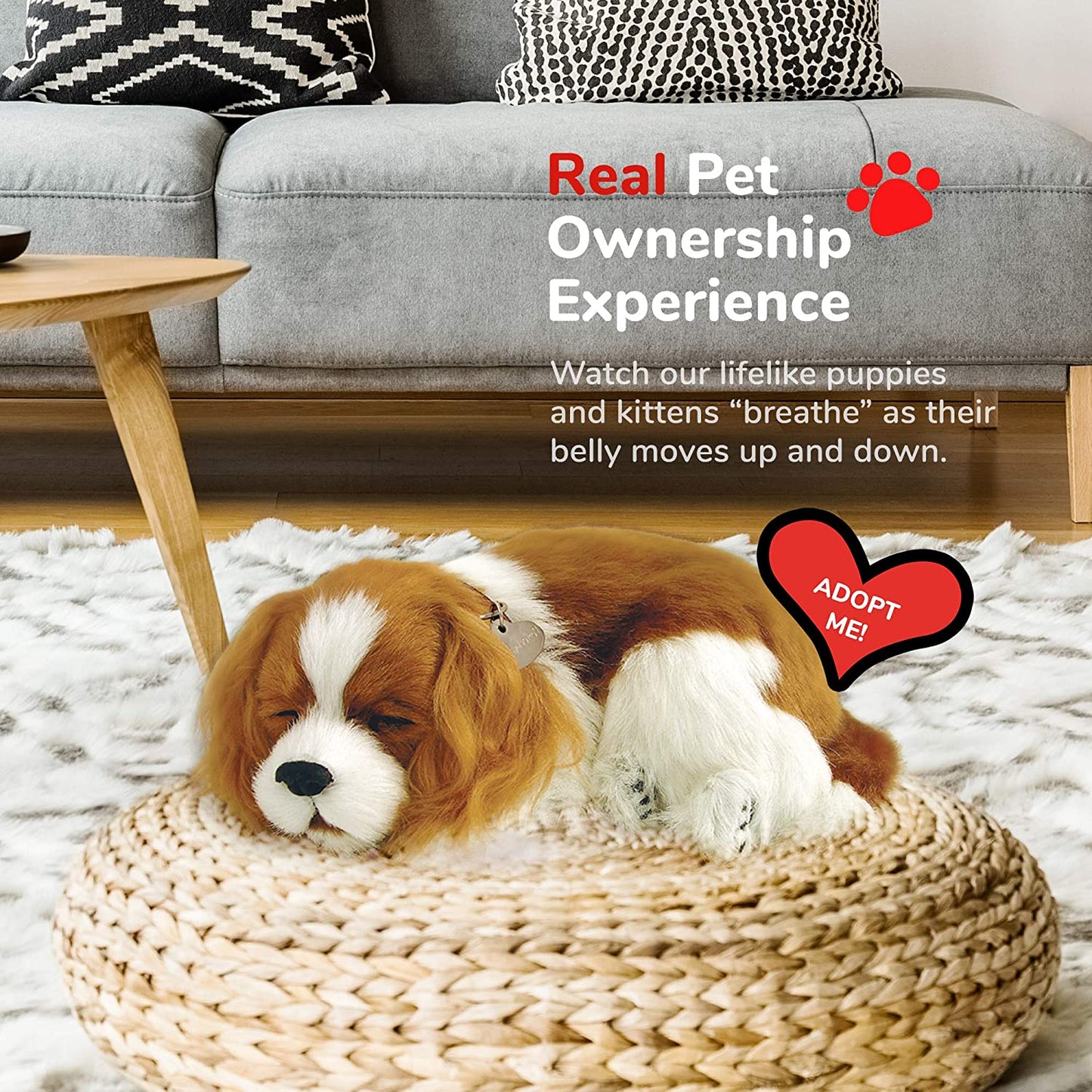Pp Cavalier King Charles