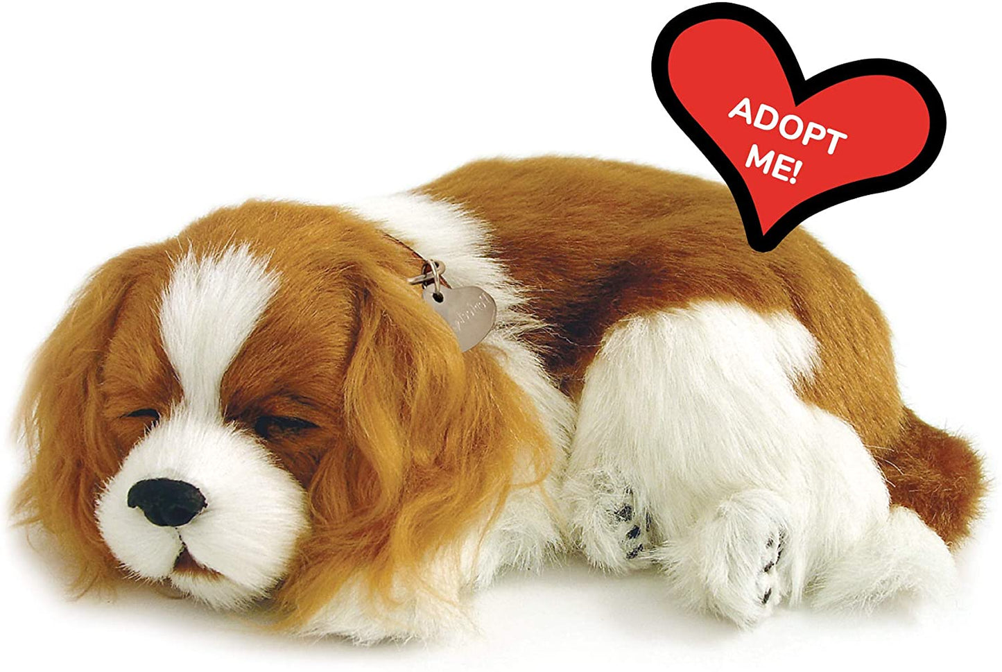 Pp Cavalier King Charles