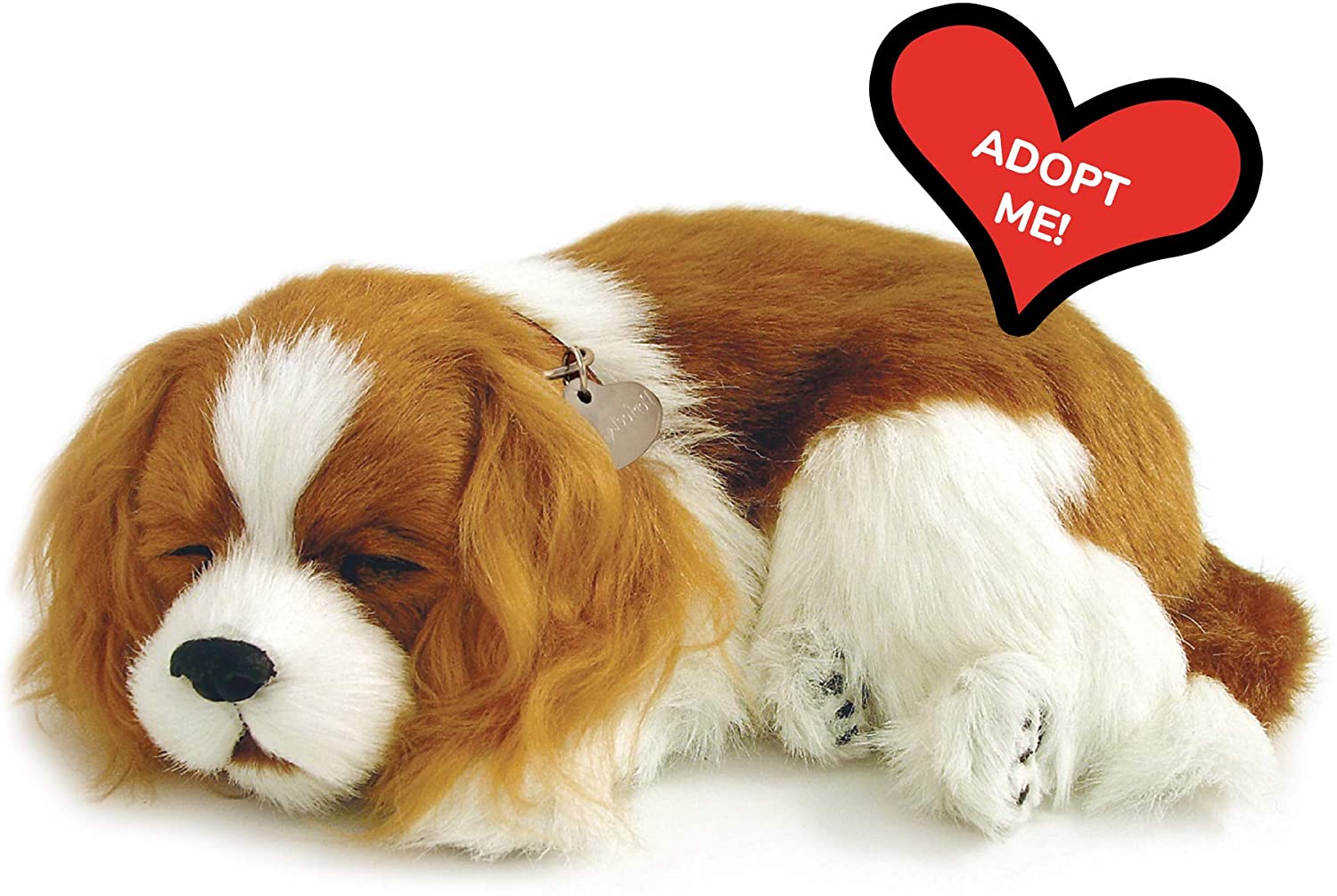 Pp Cavalier King Charles
