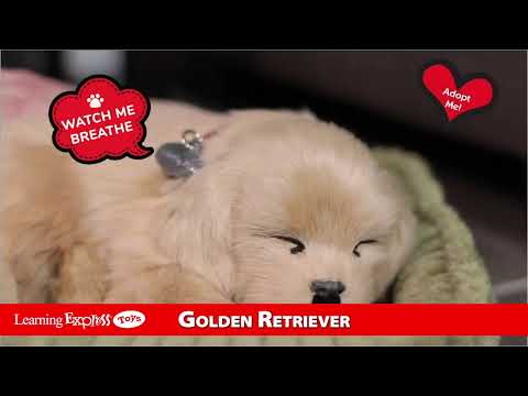 Pp Golden Retriever