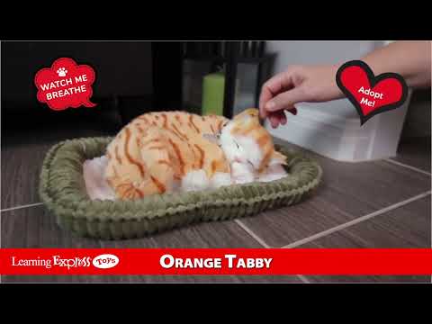Pp Orange Tabby