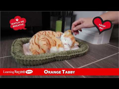 Pp Orange Tabby