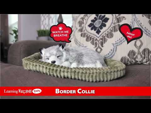 Pp Border Collie