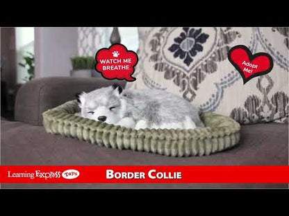 Pp Border Collie