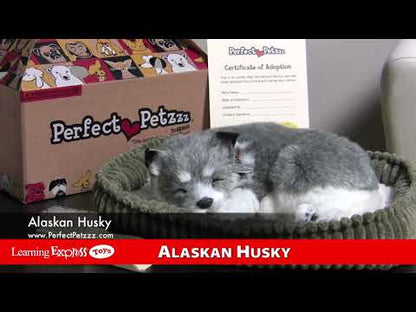 Pp Alaskan Husky