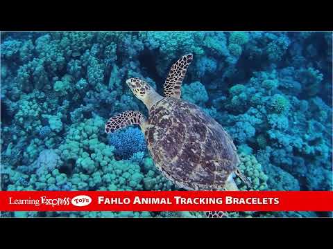 Coral Reef Pink Sea Turtl