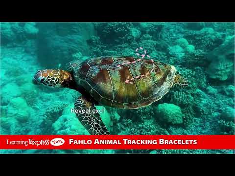 Coral Reef Pink Sea Turtl