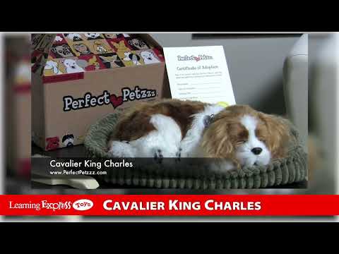 Pp Cavalier King Charles