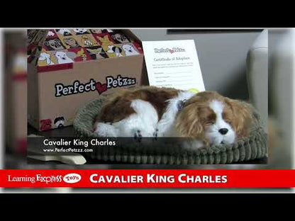 Pp Cavalier King Charles